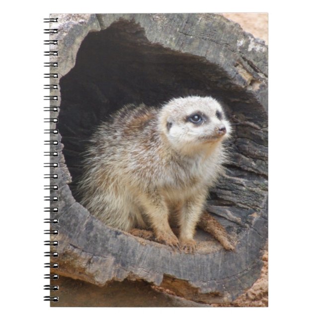 Meerkat-anteckningsbok Anteckningsbok Med Spiral (Framsidan)