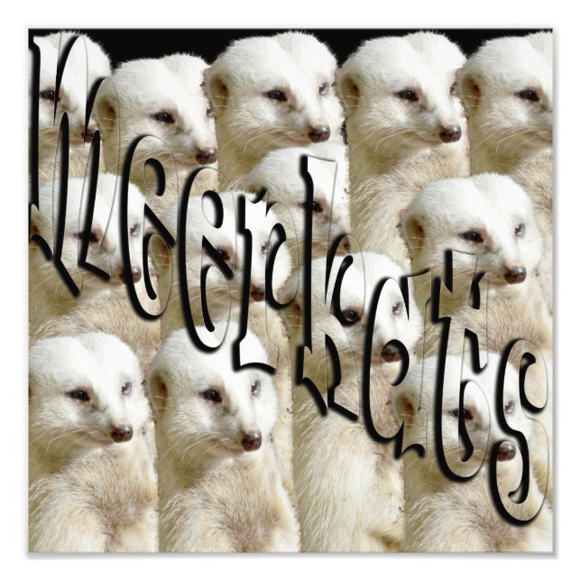 Meerkat Army-logotyp, Fototryck (Framsidan)