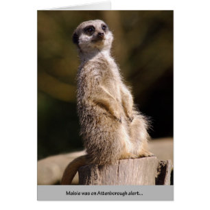 Meerkat Attenborough Alert Hälsningskort