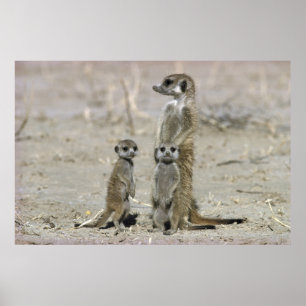 Meerkat Baby Sitter och Valper (Suricata Suricata) Poster