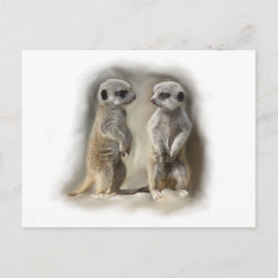 Meerkat baby twillingars vykort