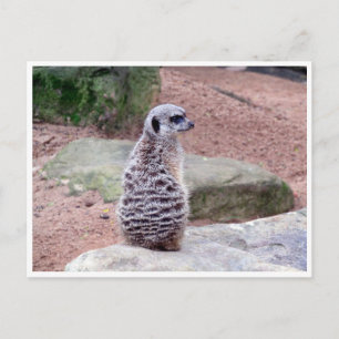 meerkat back vykort