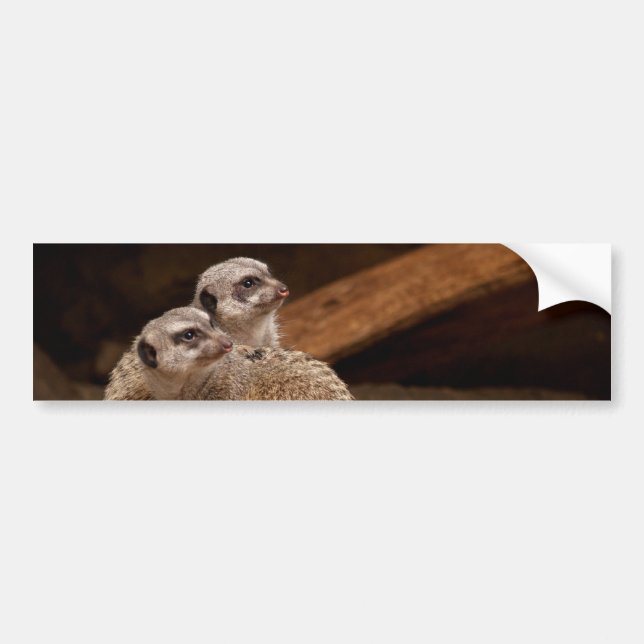 Meerkat Background Bumper Sticker Bildekal (Framsidan)