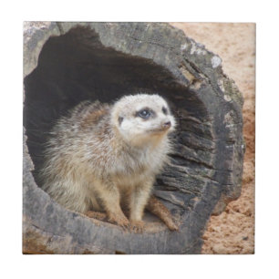 Meerkat belägger med tegel kakelplatta
