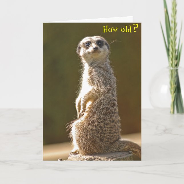 Meerkat Birthday Card, hur gammal? Kort (Framsida)
