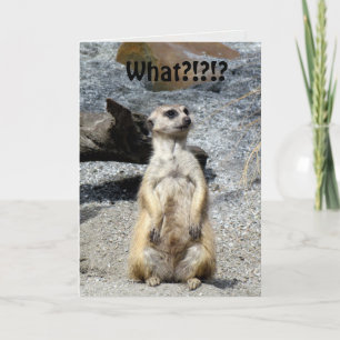 Meerkat Birthday Card Kort