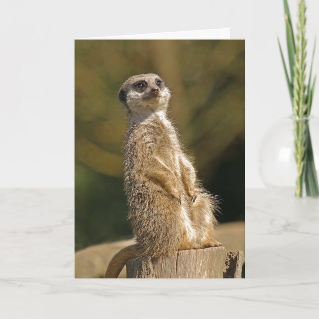 Meerkat Birthday Card Kort (Framsida)