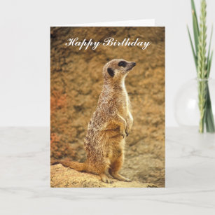 Meerkat Birthday Card Kort