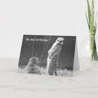Meerkat Birthday Card Kort