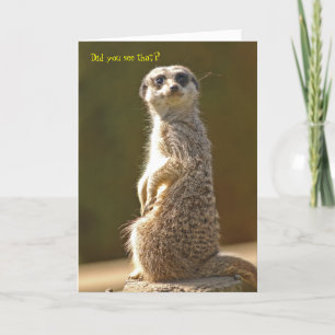 Meerkat Birthday Card Kort