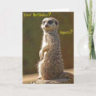Meerkat Birthday Card Kort