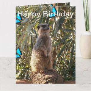 Meerkat Blue Butterflies, jumbo Birthday Card. Kort