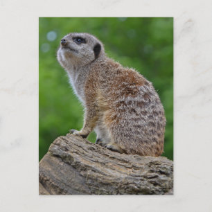 Meerkat Bokeh Postcard Vykort