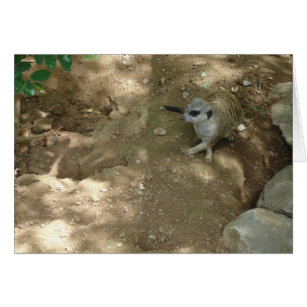 Meerkat Card Hälsningskort