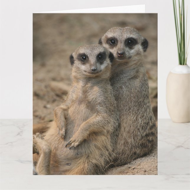 Meerkat-Couple Kort (Framsida)