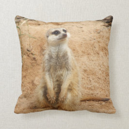 Meerkat dämpar kudde