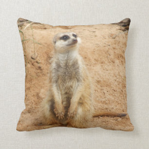 Meerkat dämpar kudde
