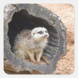 Meerkat-dekal - kvadrat fyrkantigt klistermärke