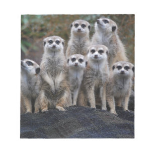 Meerkat djur Safariafrika gulliga Suricate Anteckningsblock