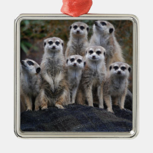 Meerkat djur Safariafrika gulliga Suricate Julgransprydnad Metall