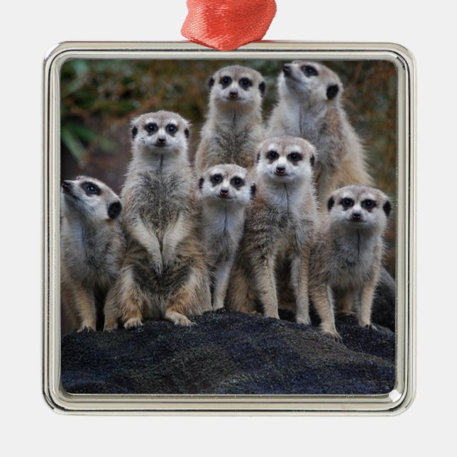 Meerkat djur Safariafrika gulliga Suricate Julgransprydnad Metall (Framsidan)