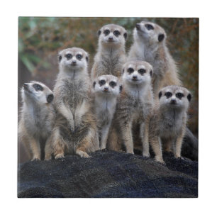 Meerkat djur Safariafrika gulliga Suricate Kakelplatta