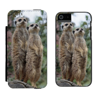 Meerkat-Dreamteam