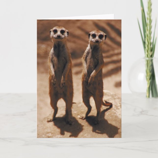 Meerkat Duo Kort (Framsida)