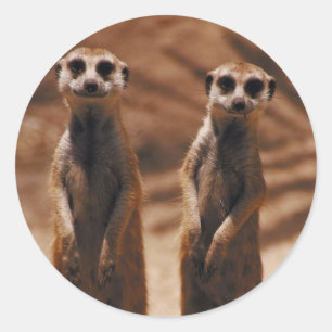 Meerkat Duo Runt Klistermärke