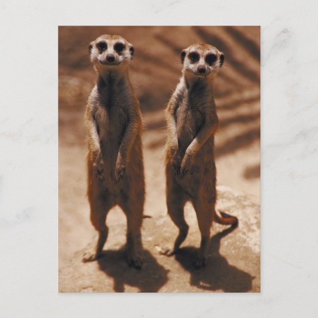 Meerkat Duo Vykort (Framsida)