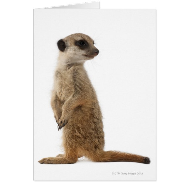 Meerkat eller Suricate - Suricata suricatta Hälsningskort (Framsidan)
