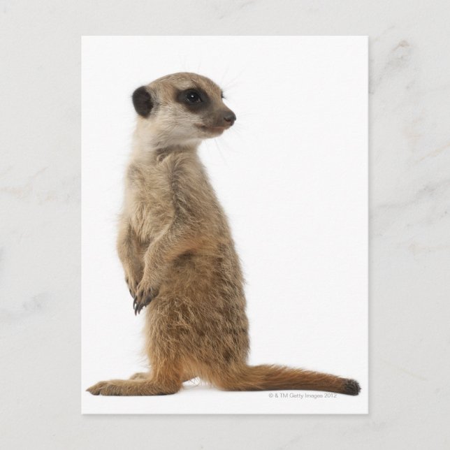 Meerkat eller Suricate - Suricata suricatta Vykort (Framsida)