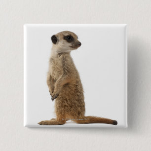 Meerkat eller Suricate - Suricatasuricatta Knapp