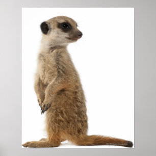 Meerkat eller Suricate - Suricatasuricatta Poster