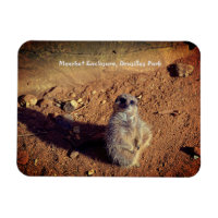 Meerkat Enclosure, Drusillas Park