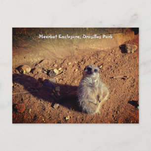 Meerkat Enclosure, Drusillas Park Vykort