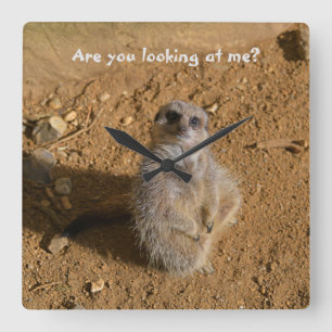 Meerkat Enclosure Funny Drusillas Park Fyrkantig Klocka