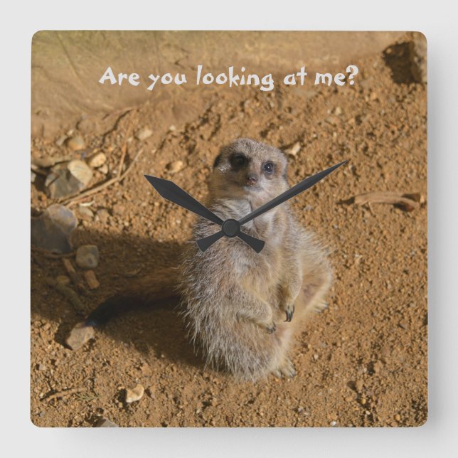 Meerkat Enclosure Funny Drusillas Park Fyrkantig Klocka (Framsida)