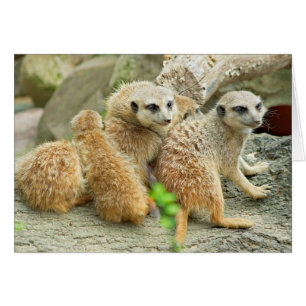 Meerkat-familjen - kort