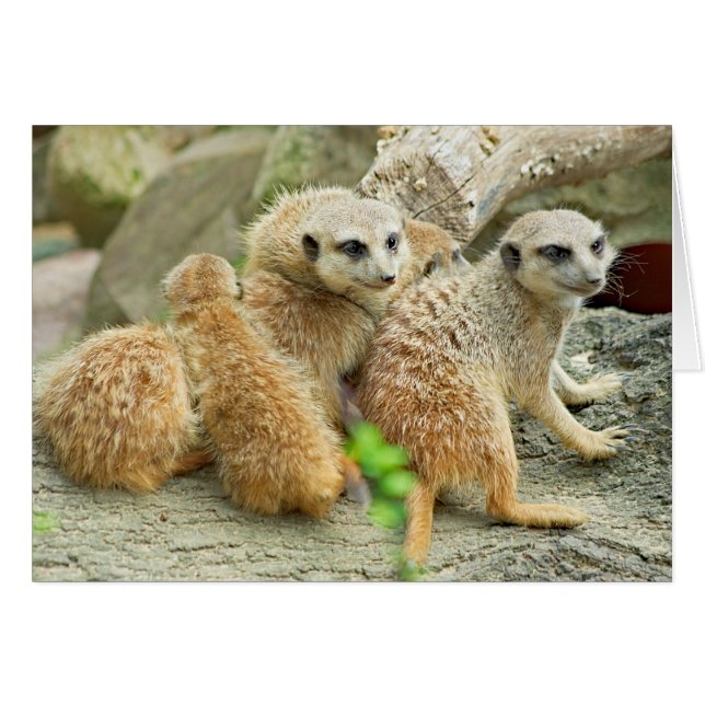 Meerkat-familjen - kort (Framsidan Horizontal)