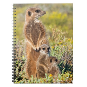 Meerkat Family Porträtt Anteckningsbok