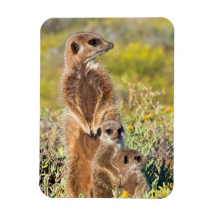 Meerkat Family Porträtt Magnet
