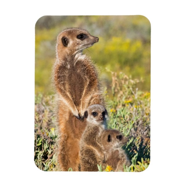 Meerkat Family Porträtt Magnet (Vertikal)