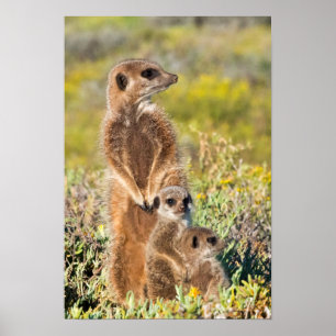 Meerkat Family Porträtt Poster