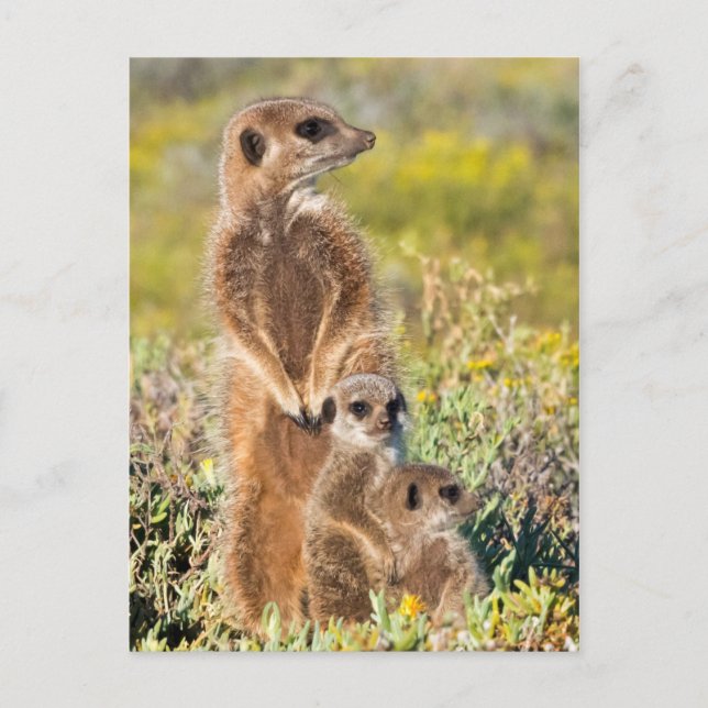 Meerkat Family Porträtt Vykort (Framsida)