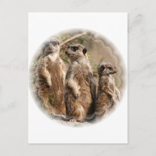 Meerkat Family Postcard Vykort