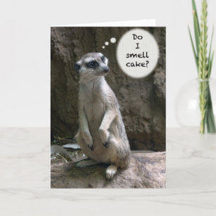 Meerkat födelsedagkort kort
