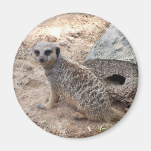 Meerkat-fotografi mot log och sand magnet