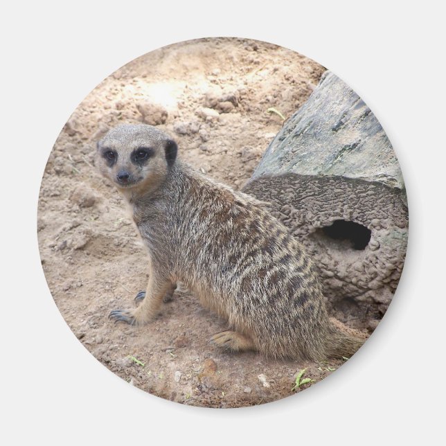 Meerkat-fotografi mot log och sand magnet (Framsidan)