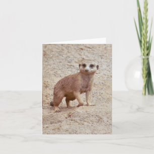 Meerkat-fotomappat anteckningskort